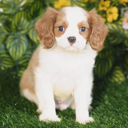 Cavalier King Charles Spaniel puppy named Baron