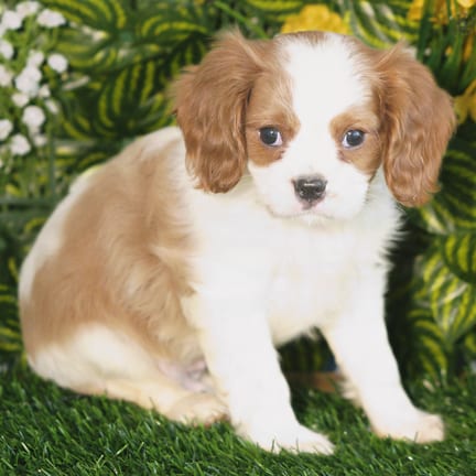 Cavalier King Charles Spaniel puppy named Baron