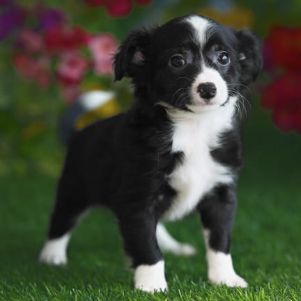 Chihuahua puppy named Ringo