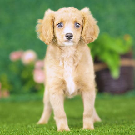 Golden Cavadoodle puppy named Yasmin
