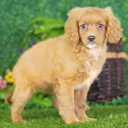 Golden Cavadoodle puppy named Dakota