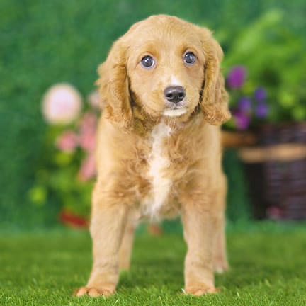 Golden Cavadoodle puppy named Koda