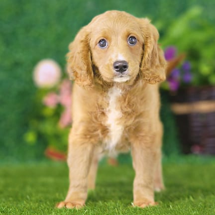 Golden Cavadoodle puppy named Koda