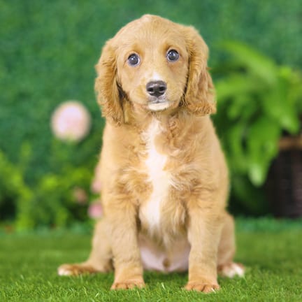 Golden Cavadoodle puppy named Koda