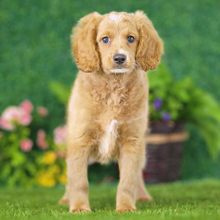 Golden Cavadoodle puppy named Ted