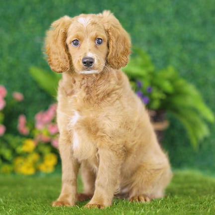 Golden Cavadoodle puppy named Ted