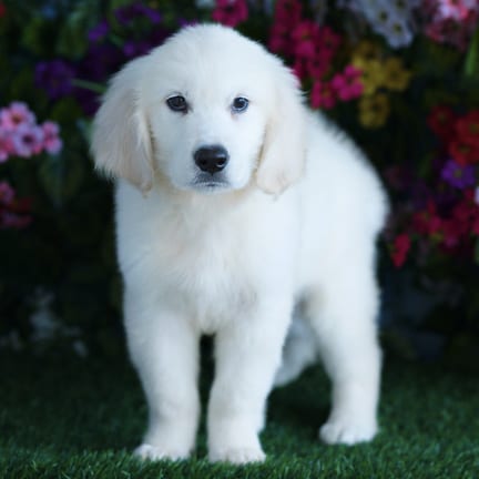 Golden Retriever puppy named Overton