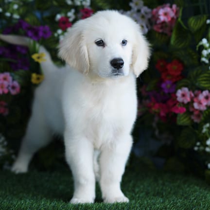 Golden Retriever puppy named Overton