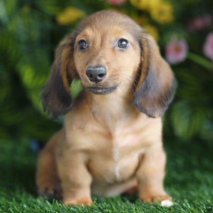 Mini Dachshund puppy named Chase