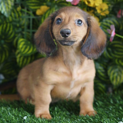 Mini Dachshund puppy named Chase