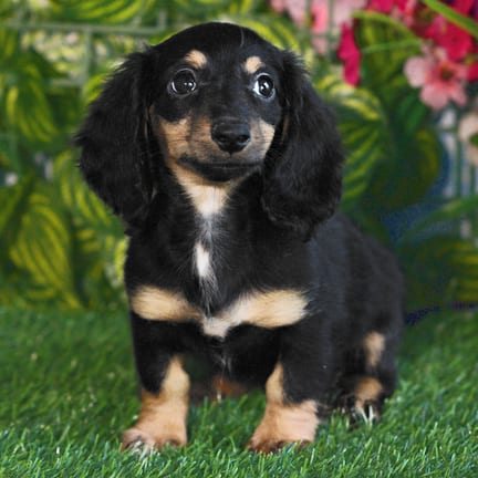 Mini Dachshund puppy named Gia