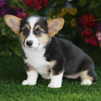 Pembroke Welsh Corgi puppy named Vicky
