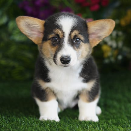 Pembroke Welsh Corgi puppy named Vicky
