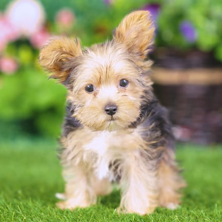 Yorkshire Terrier puppy named Morgan
