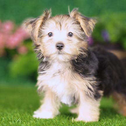 Yorkshire Terrier puppy named Snoopy