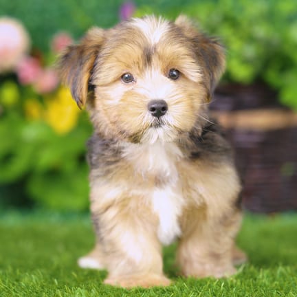 Yorkshire Terrier puppy named Ash