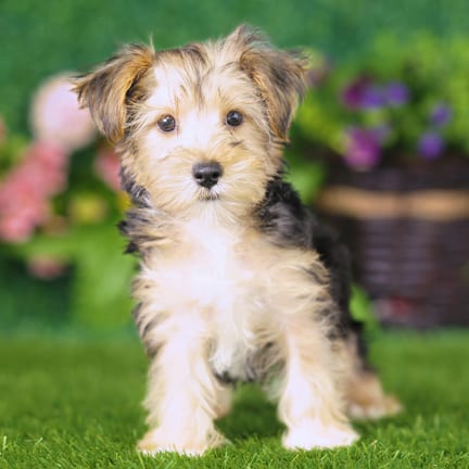 Yorkshire Terrier puppy named Beta