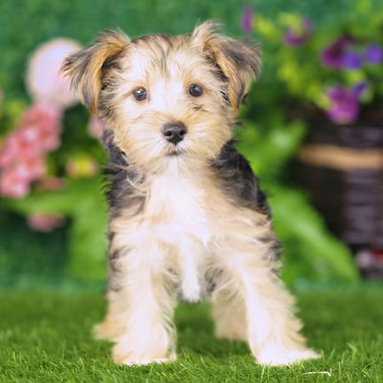 Yorkshire Terrier puppy named Beta