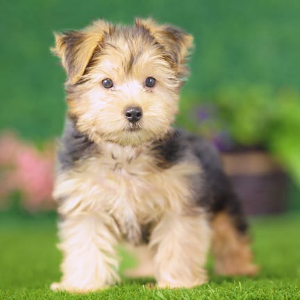 Yorkshire Terrier puppy named Albert