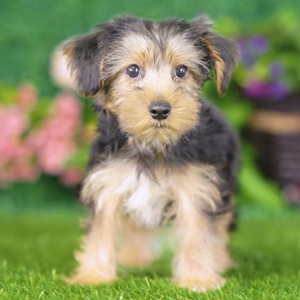 Yorkshire Terrier puppy named Ernie