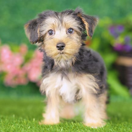 Yorkshire Terrier puppy named Ernie